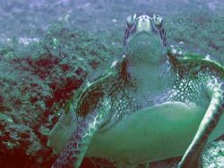 "Old Turtle and the Sea",

Hey, you would be all wrinkl... by Nicolas Pohl 